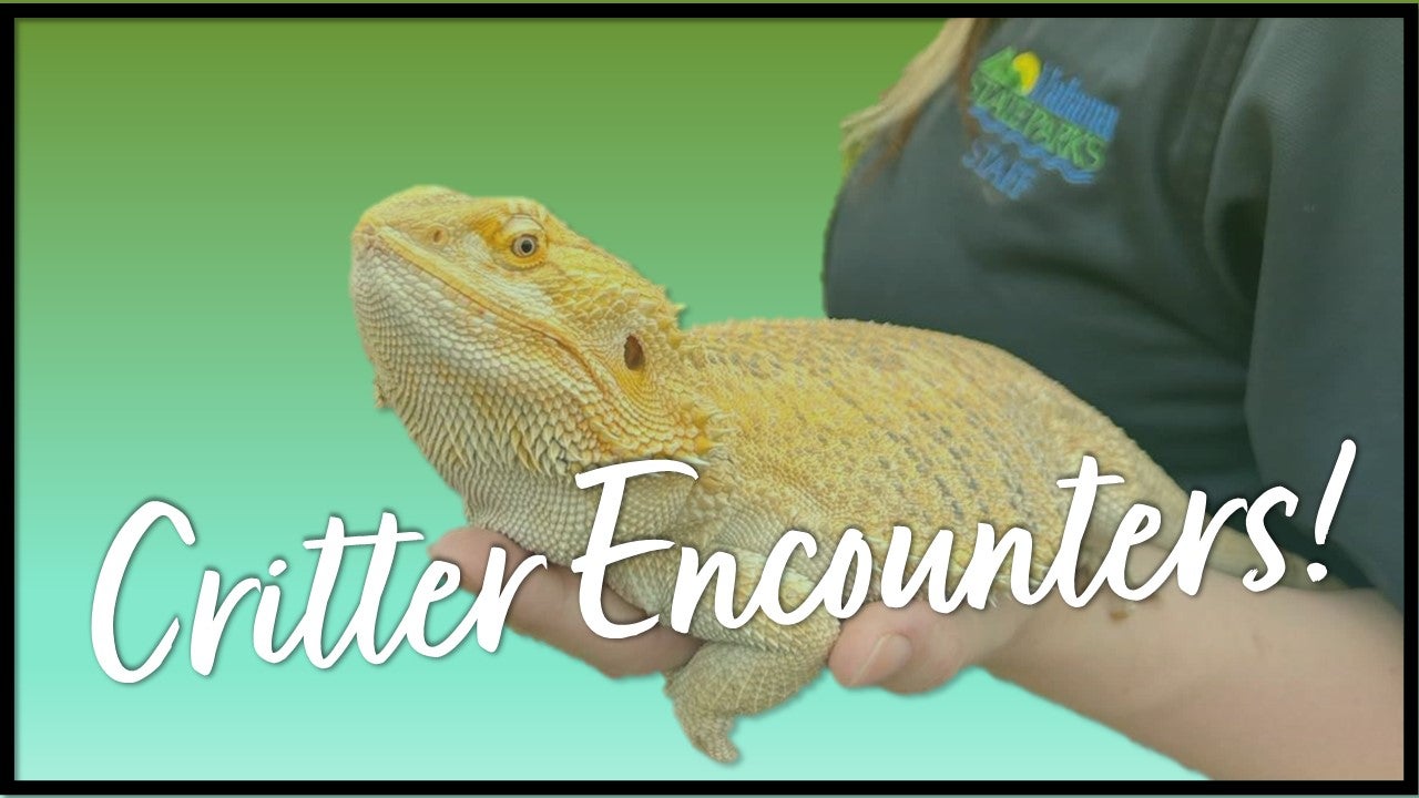 Critter encounters