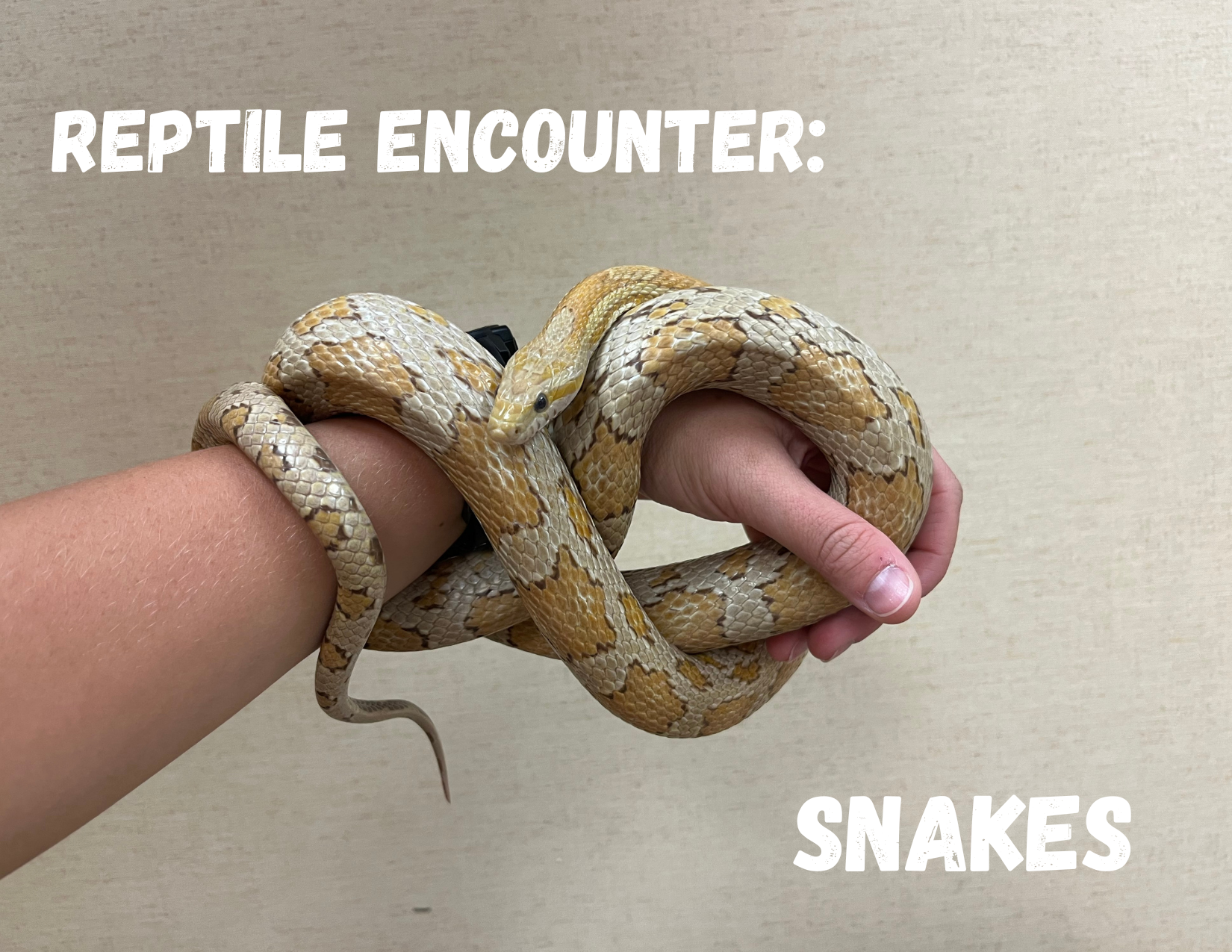 lgsp reptile encounter