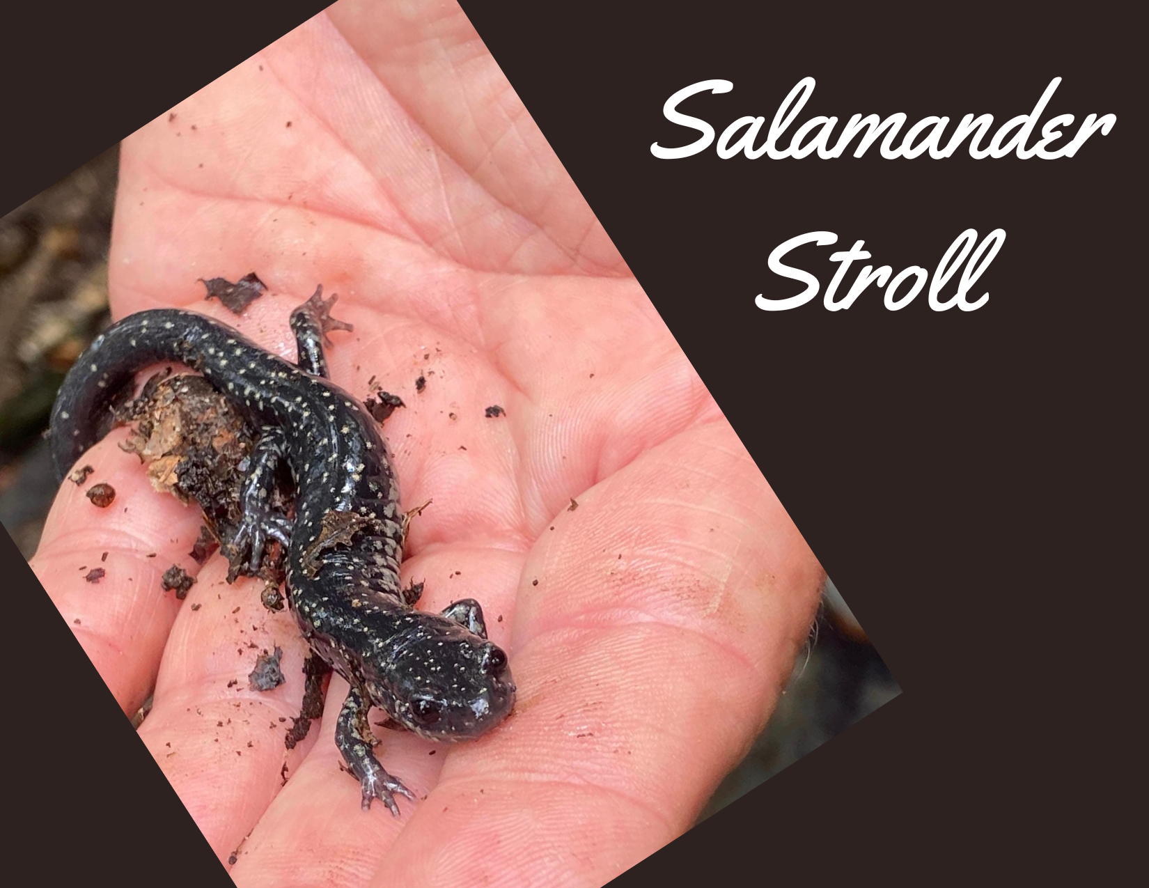 salamander stroll lgsp