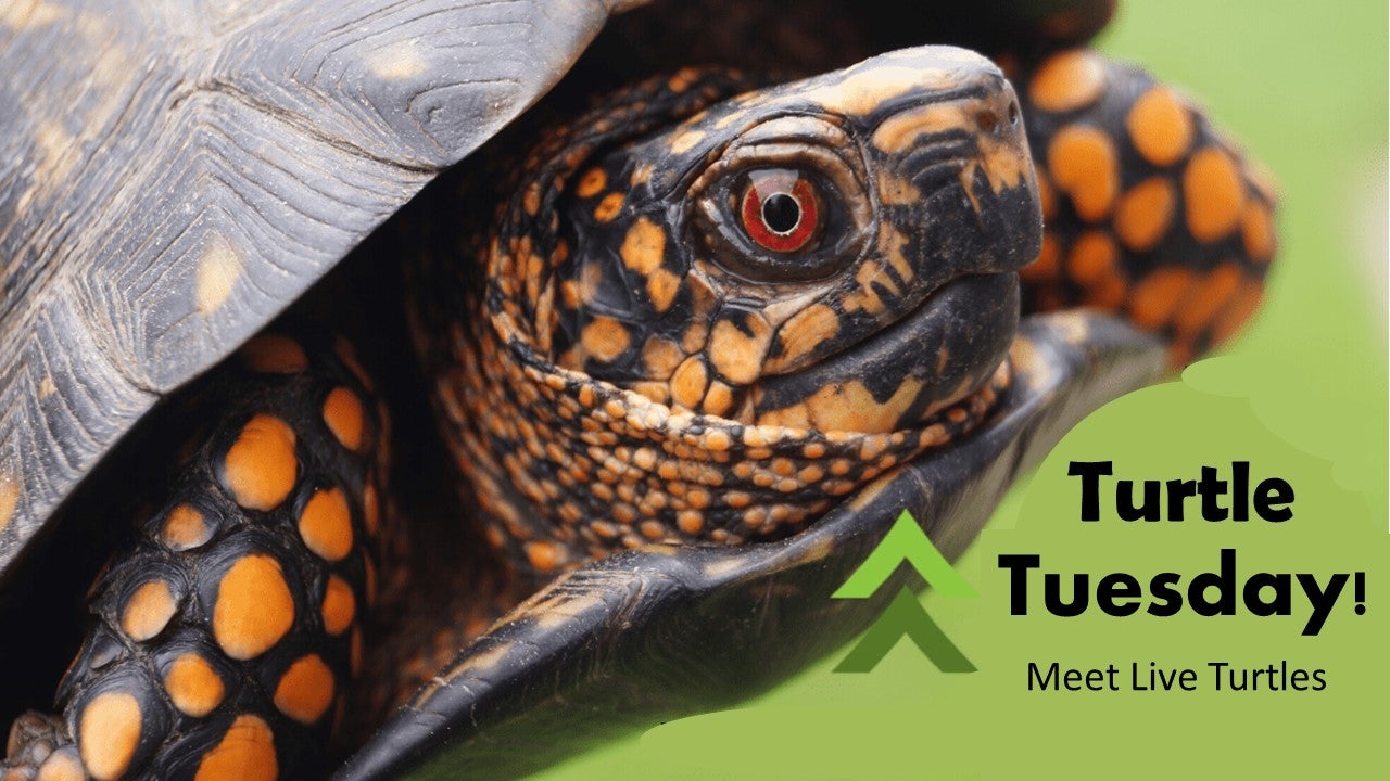 Turtle tuesday