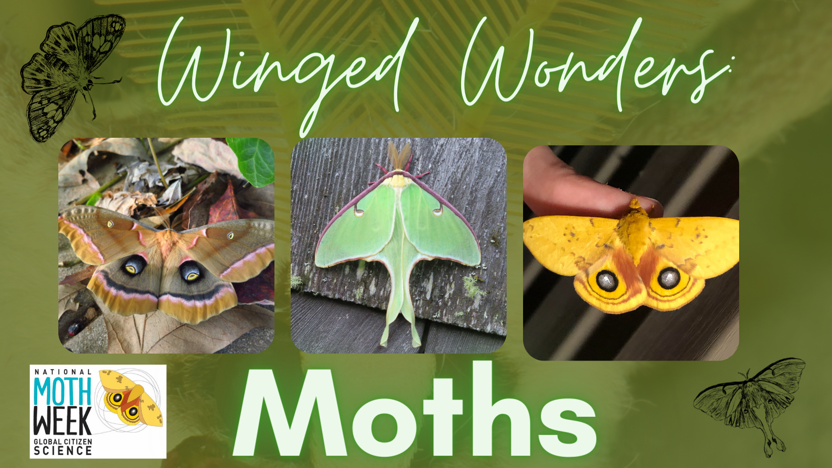 DSP Winged Wonders