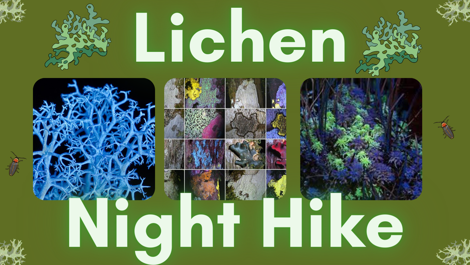 DSP Lichen