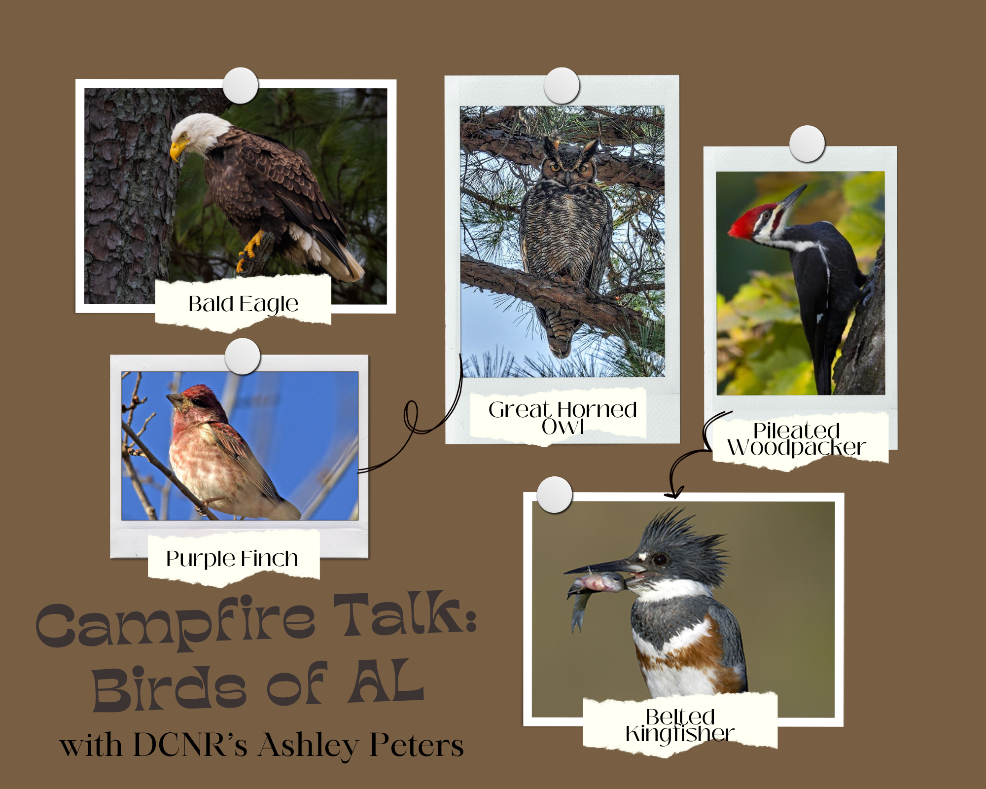 birds of al lgsp