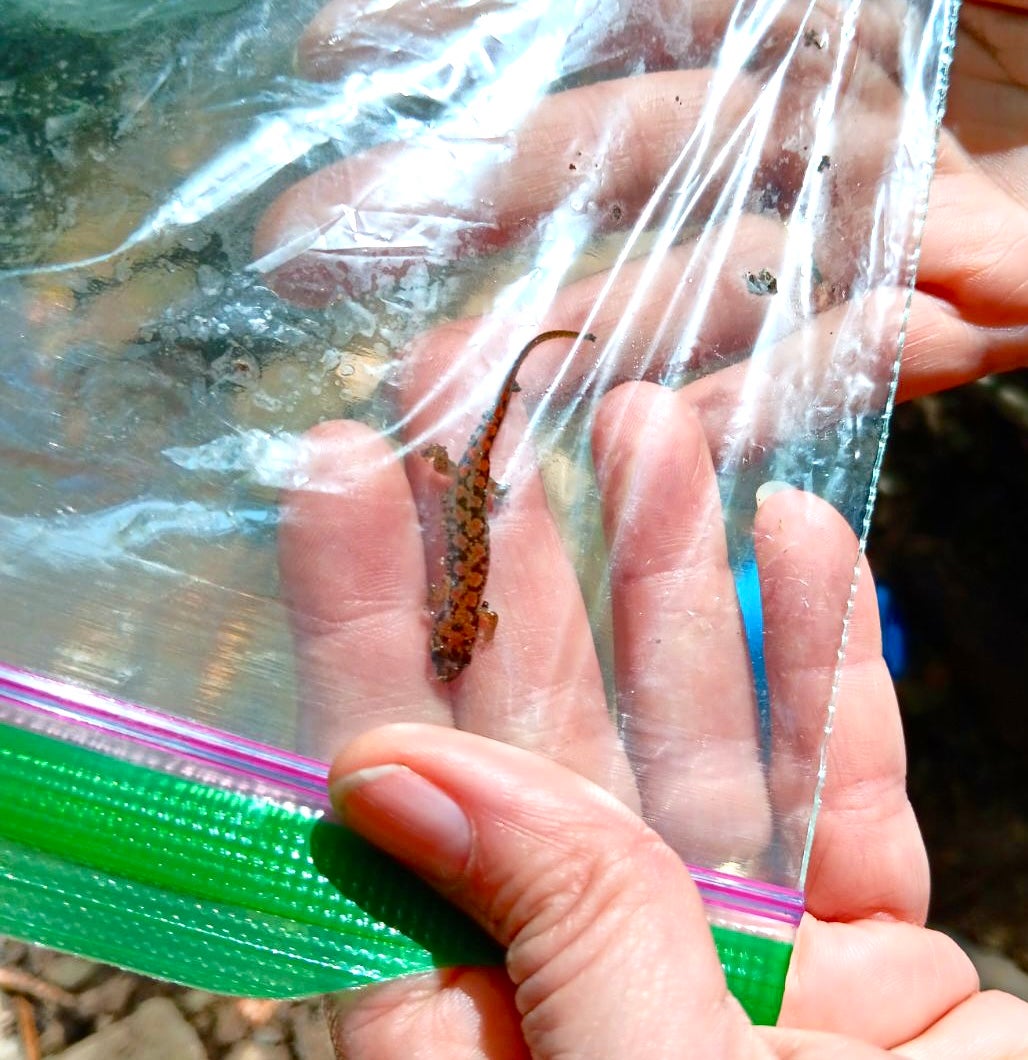 dusky salamander