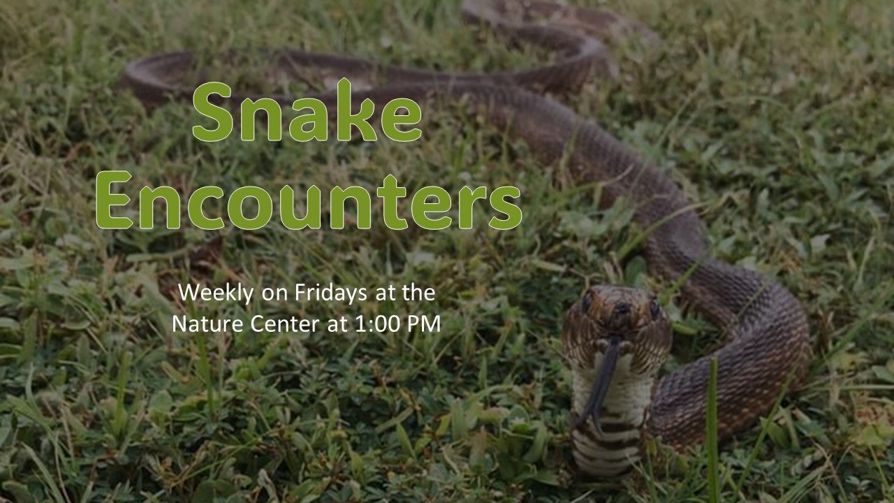 Snake Encounters 2