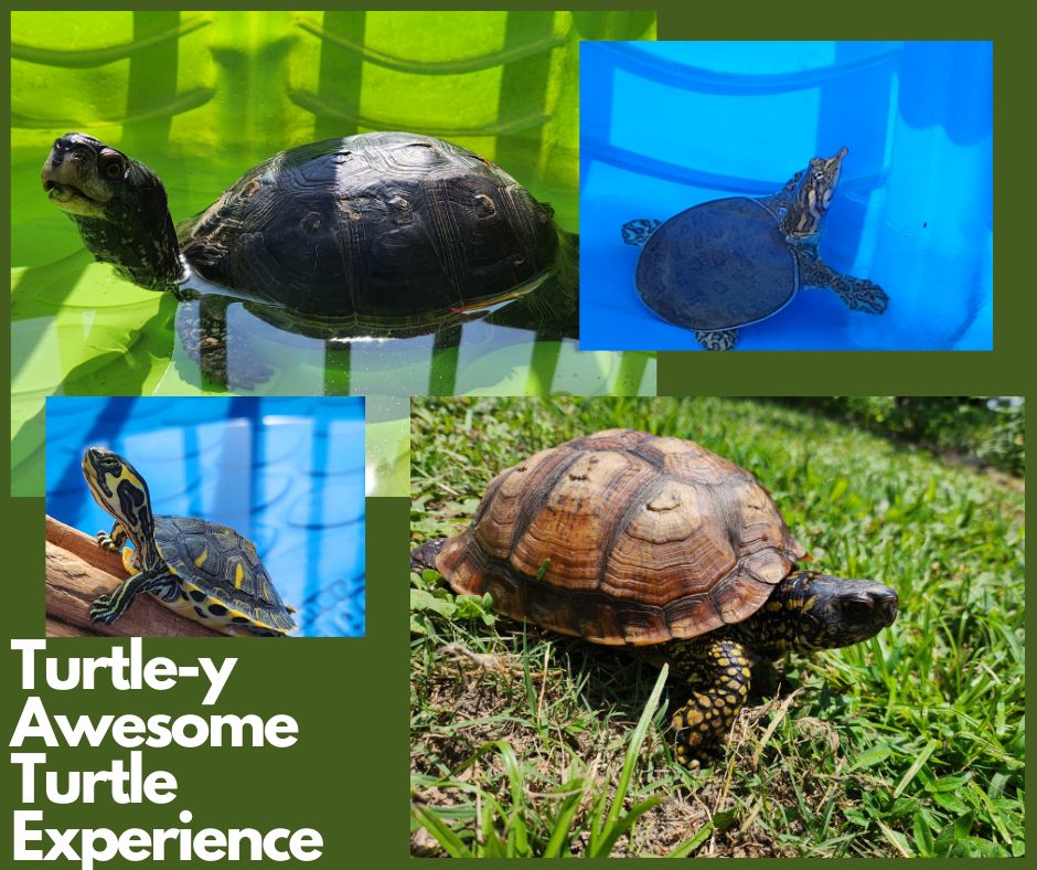 Turtle graphic