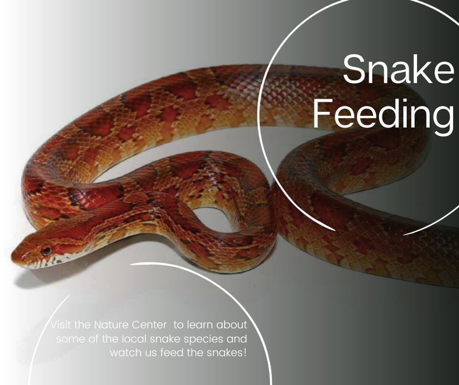 Snake Feeding