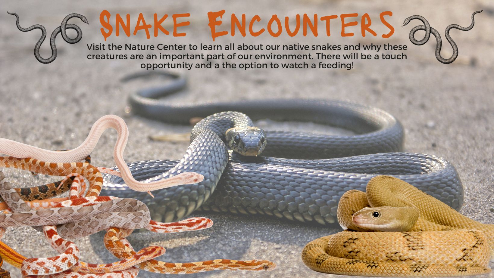 Snake Encounters