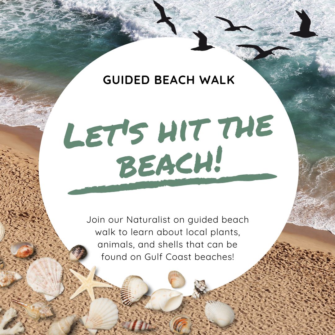 guided beach walk