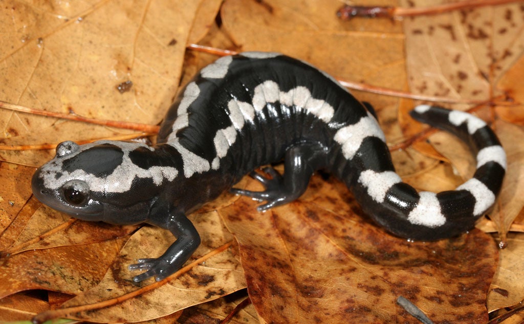 marbled salamander