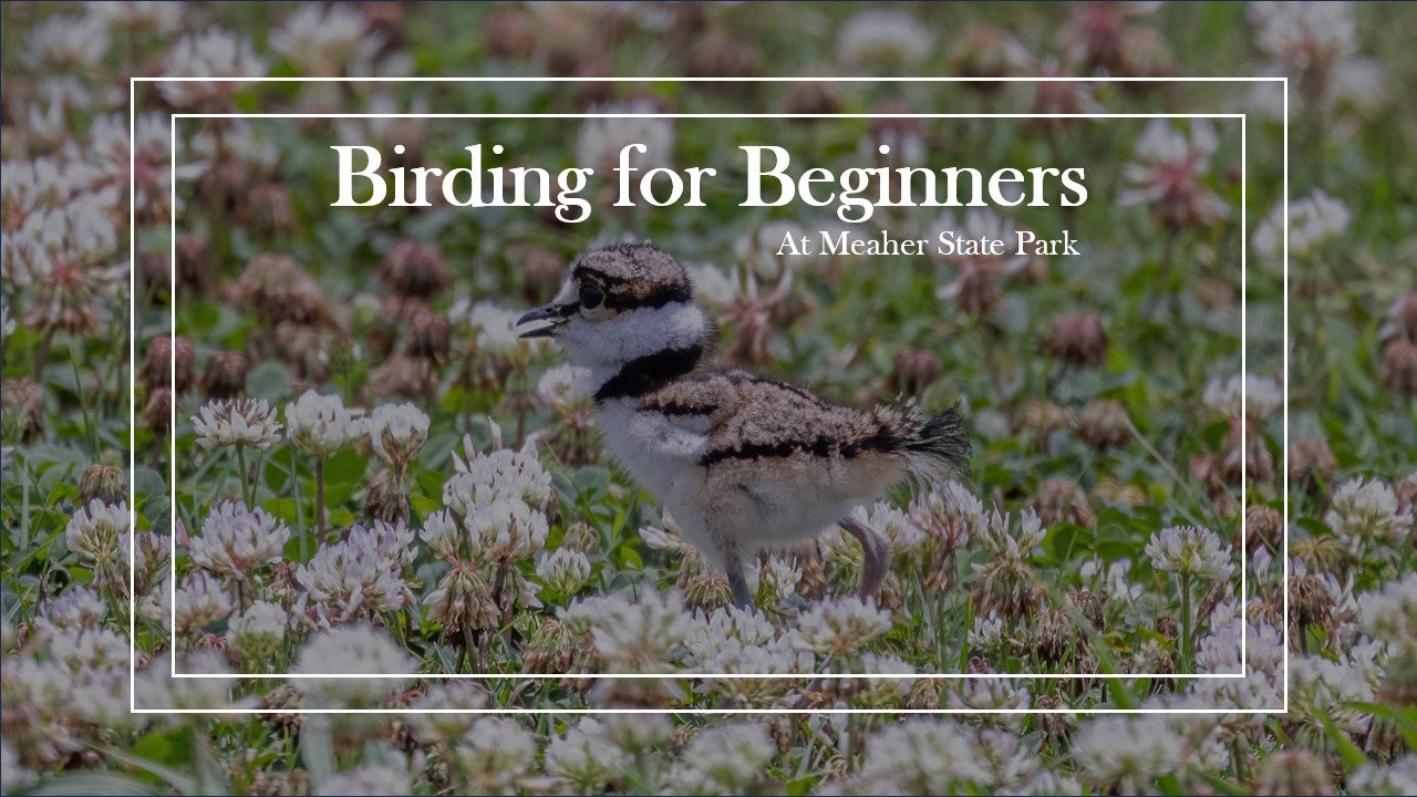 Birding for Beginners MSP