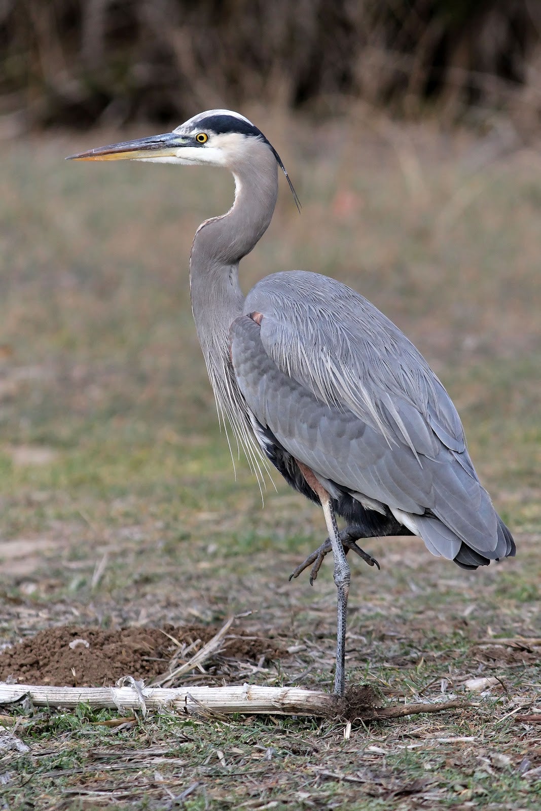 great blue heron