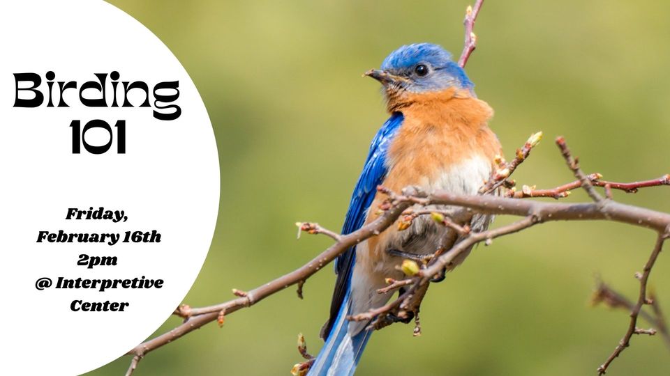 Great Backyard Birding Count - Birding 101
