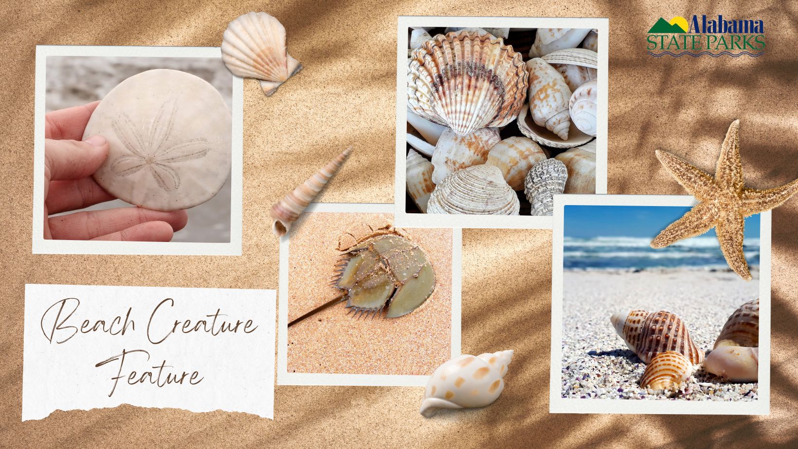 beach creature