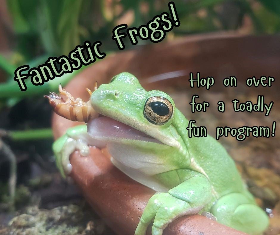 Fantastic Frogs!