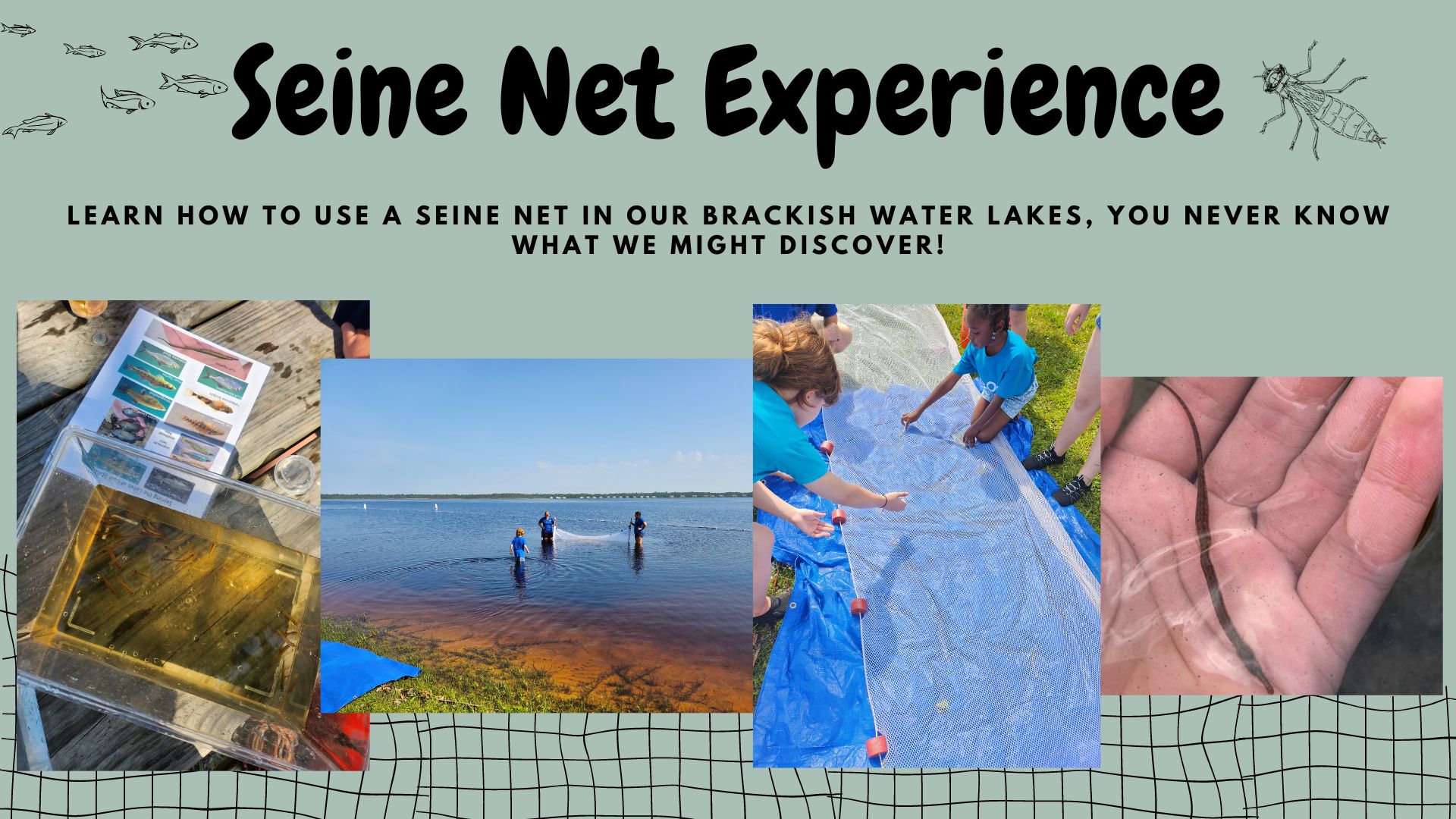 Seine Net Experience