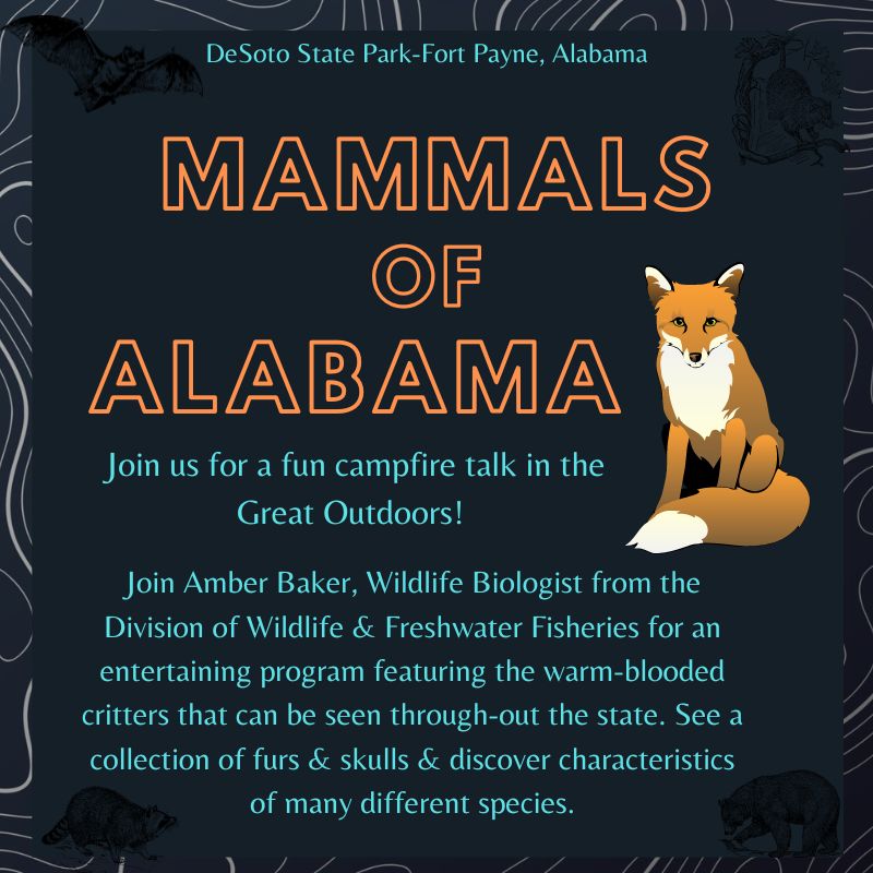 DSP CT Mammals