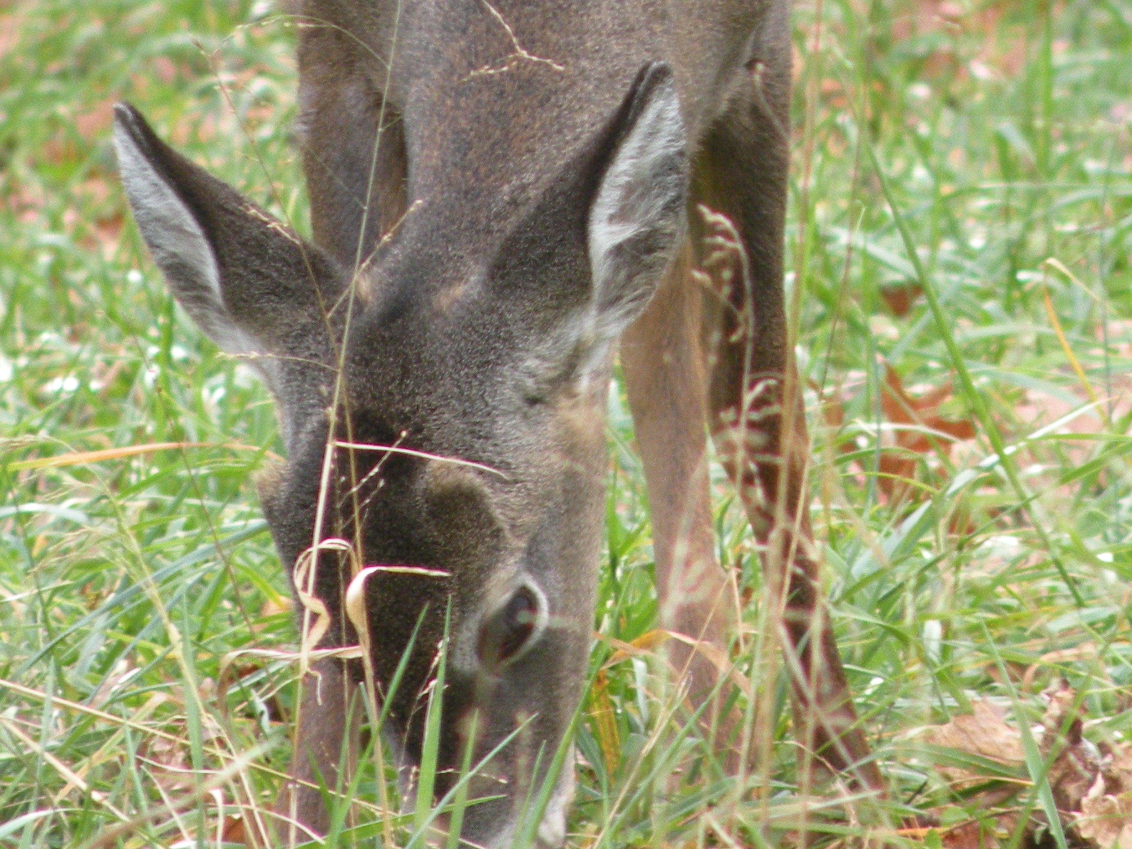 Deer grazing