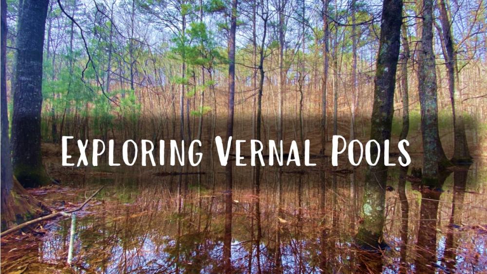 Exploring Vernal Pools Alapark