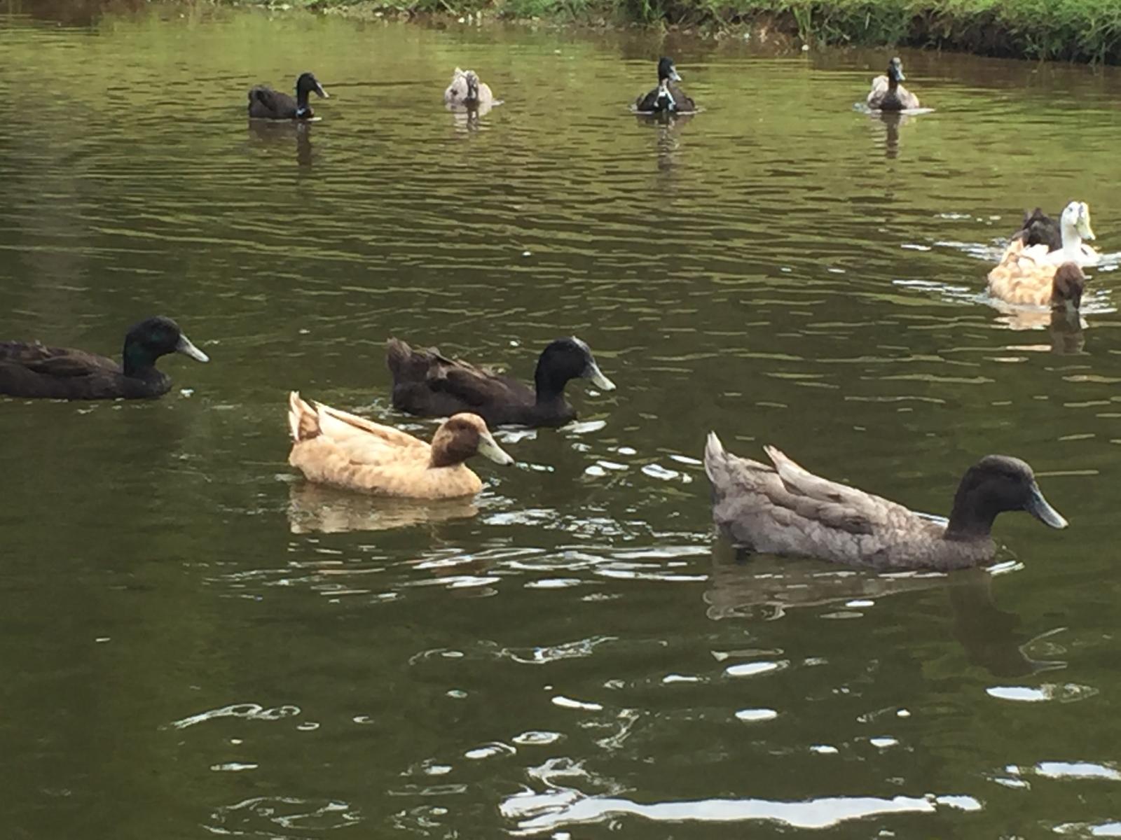 ducks swimming