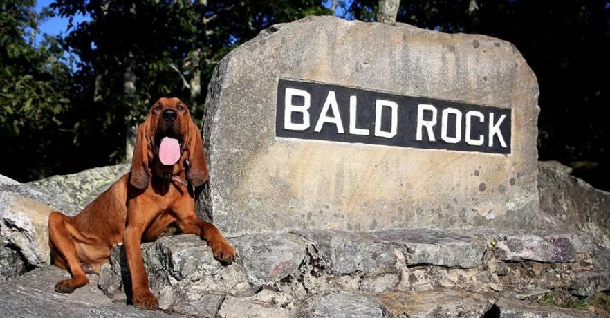 Cheaha Pet Friendly