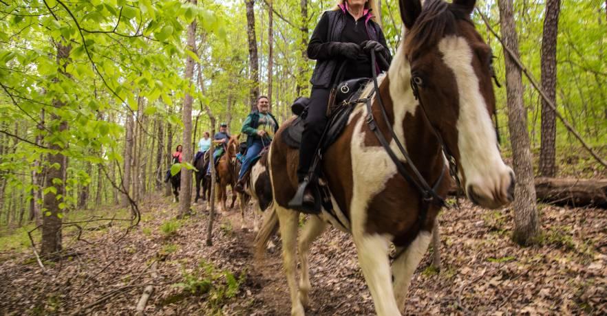 Trail Horse Rider