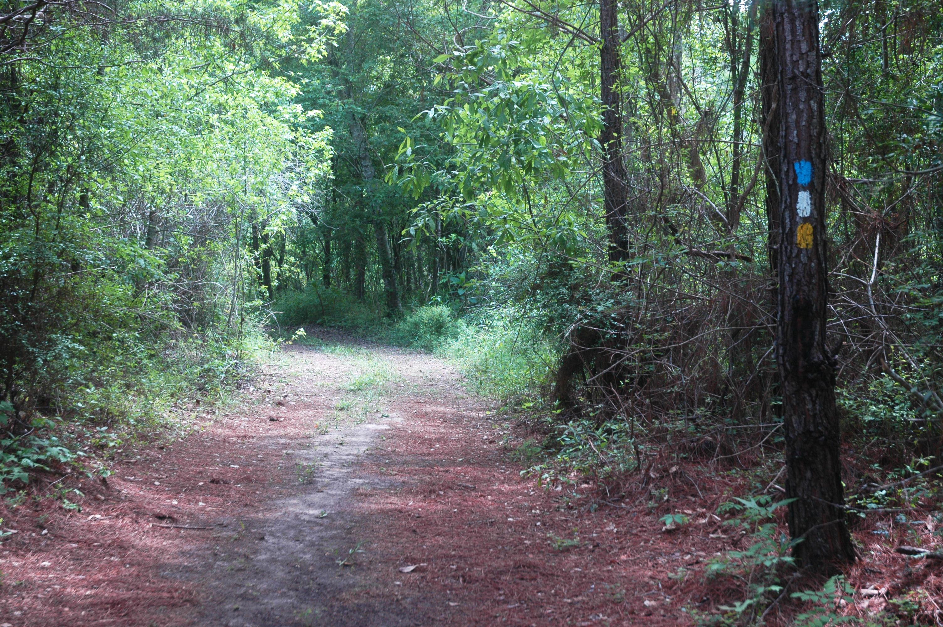 Blue Springs Marked Trail