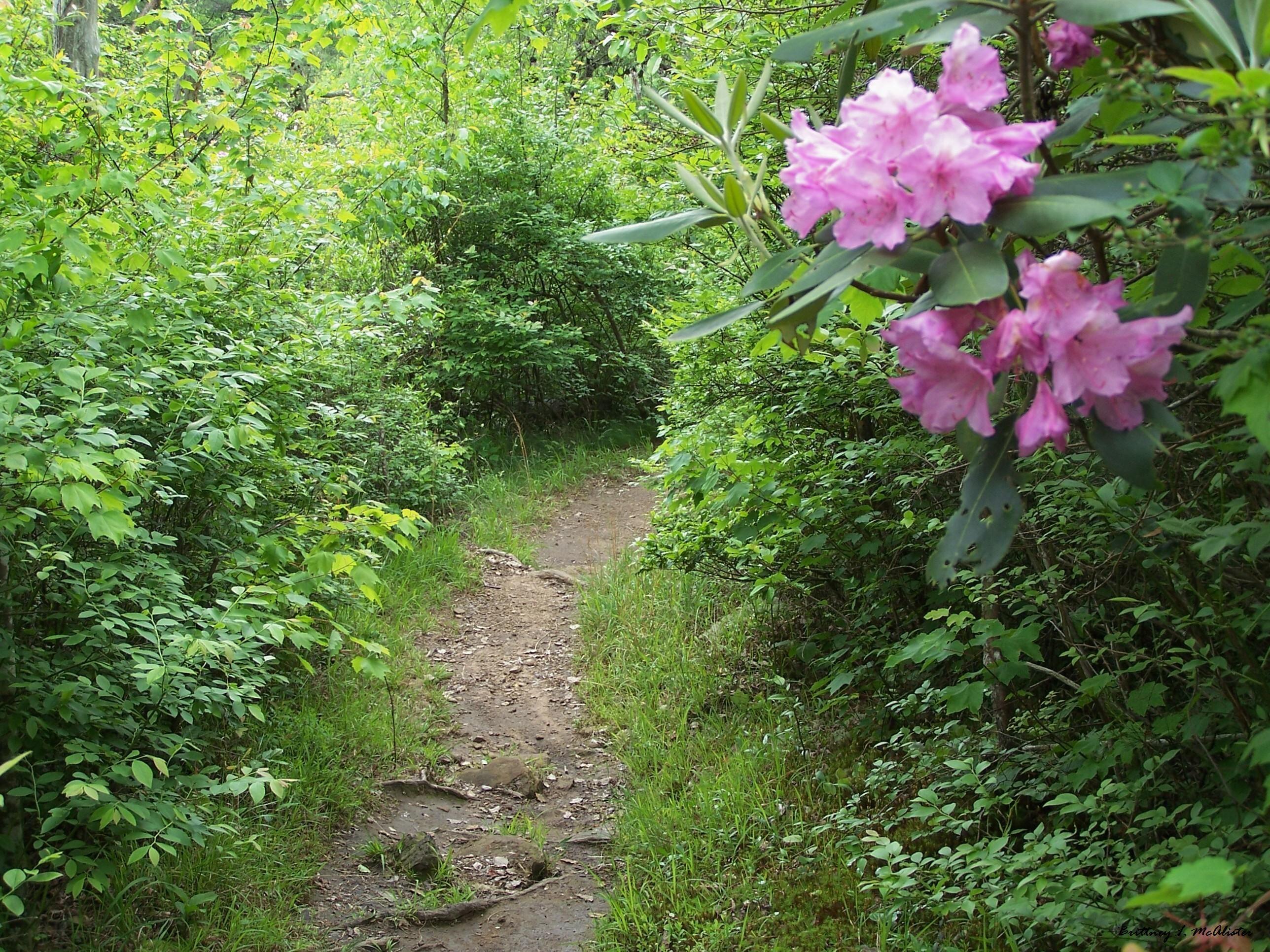 DeSoto State Park Rhododendrons