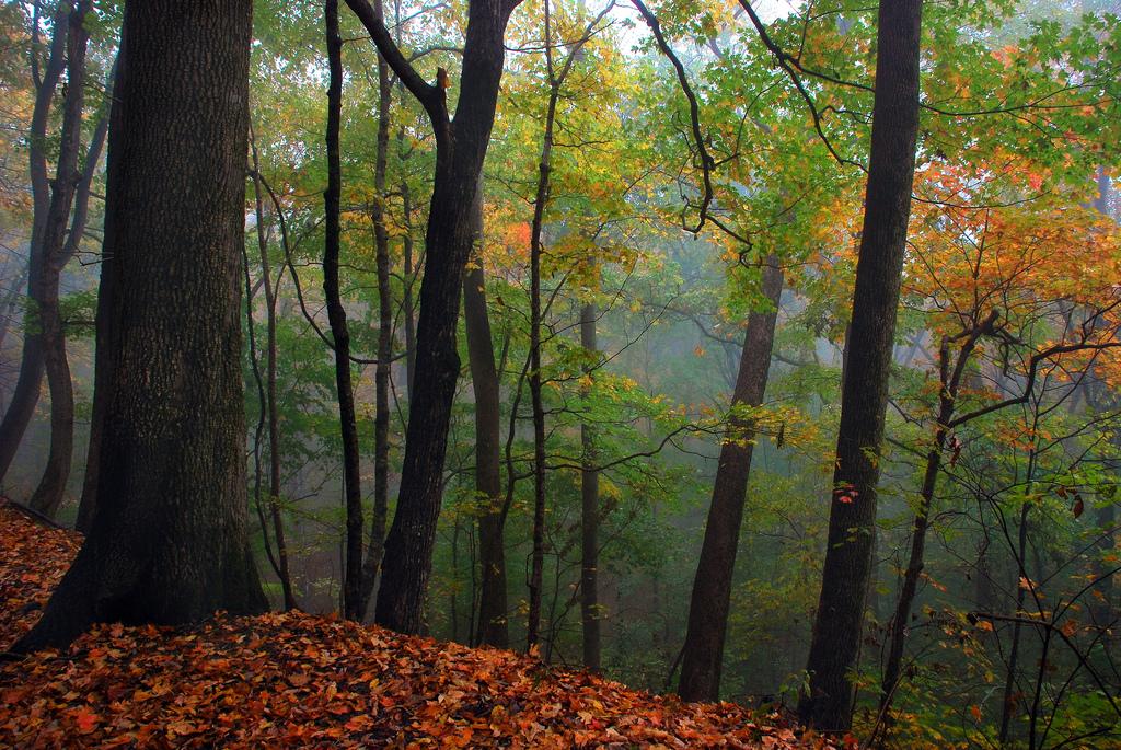Monte Sano Autumn Fog by Wes Thomas