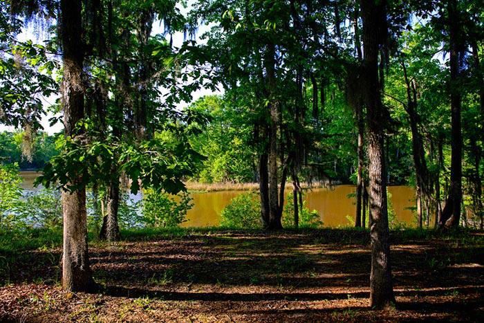 Roland Cooper State Park Shade Trees