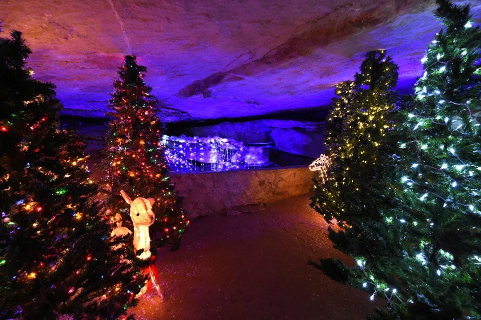 Christmas Trees 