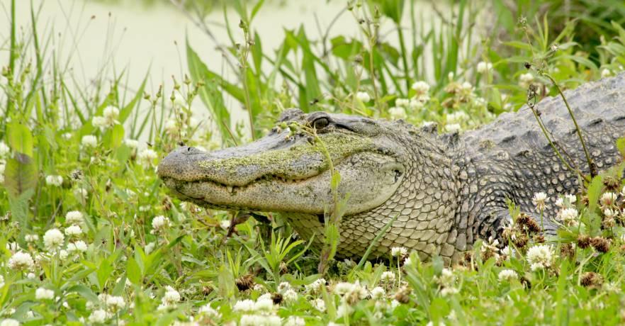 Lakepoint Hiking/Trails