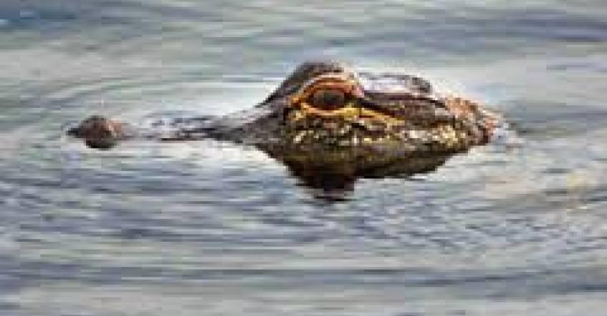 Lakepoint Area attractions