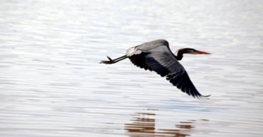 Lakepoint Hiking/Trails