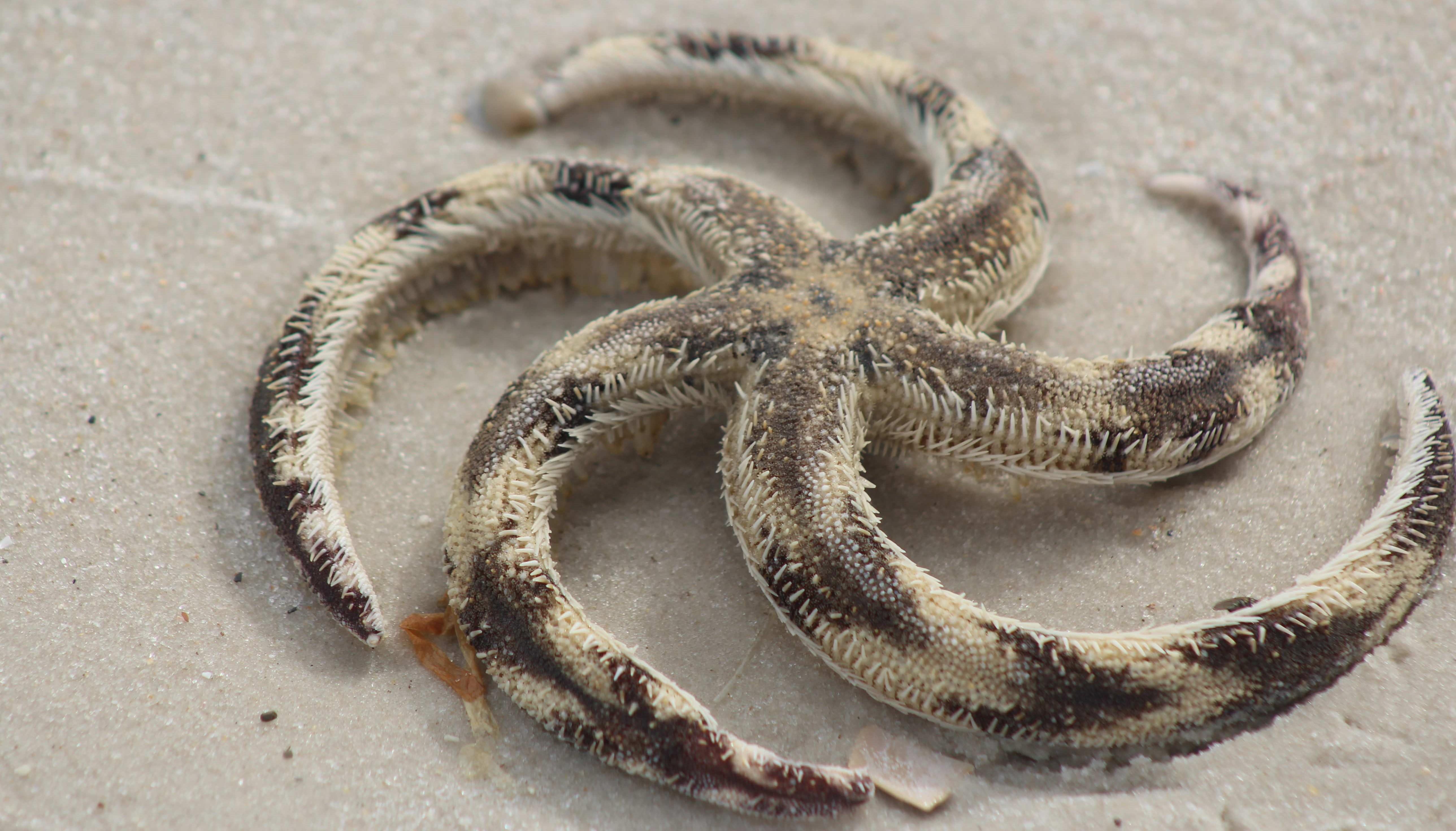 Banded Sea Star. Photo by Farren Dell