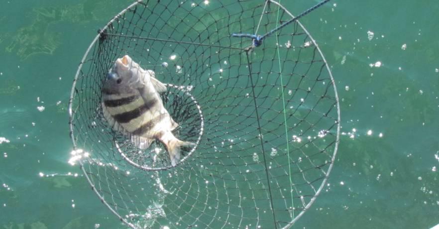 Catch off the Pier