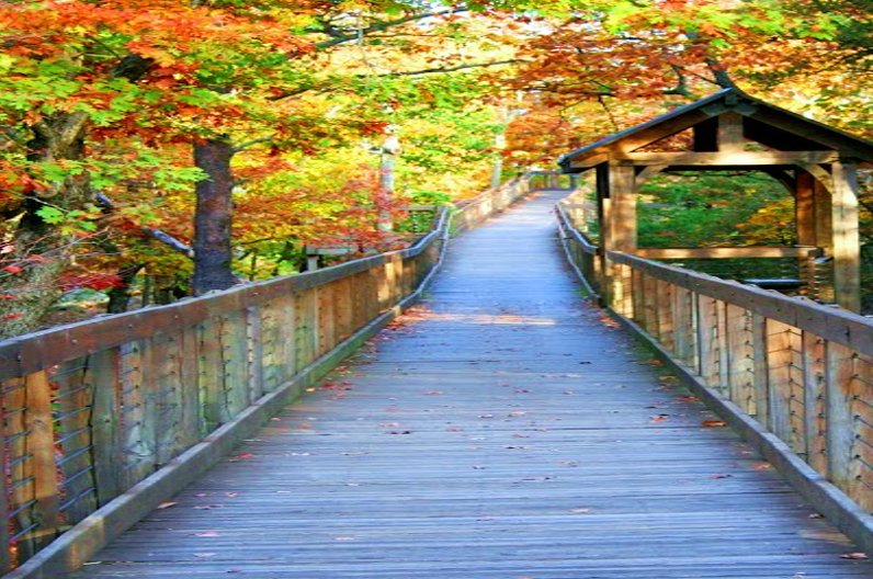 Cheaha Bald Rock Trail
