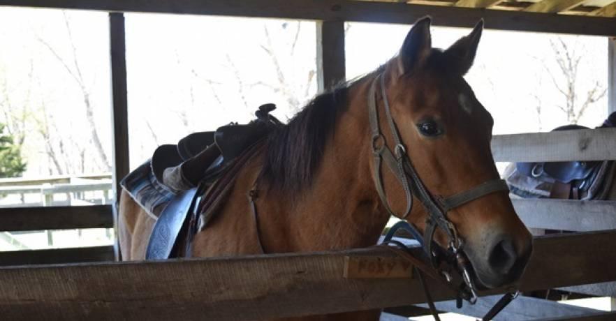 DeSoto State Park Shady Grove Dude Ranch Horse
