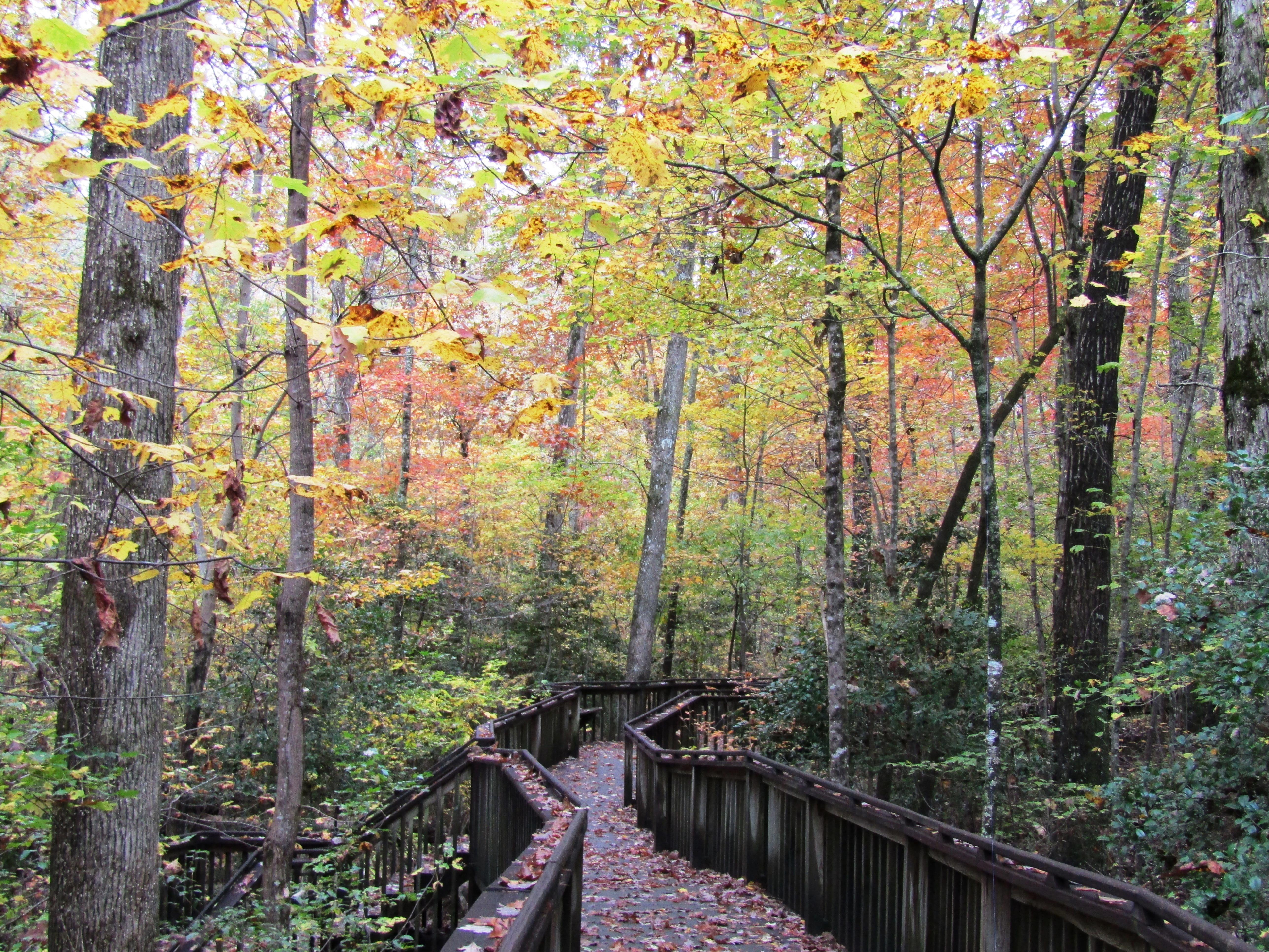 DeSoto State Park Boardwalk Trail in the Fall