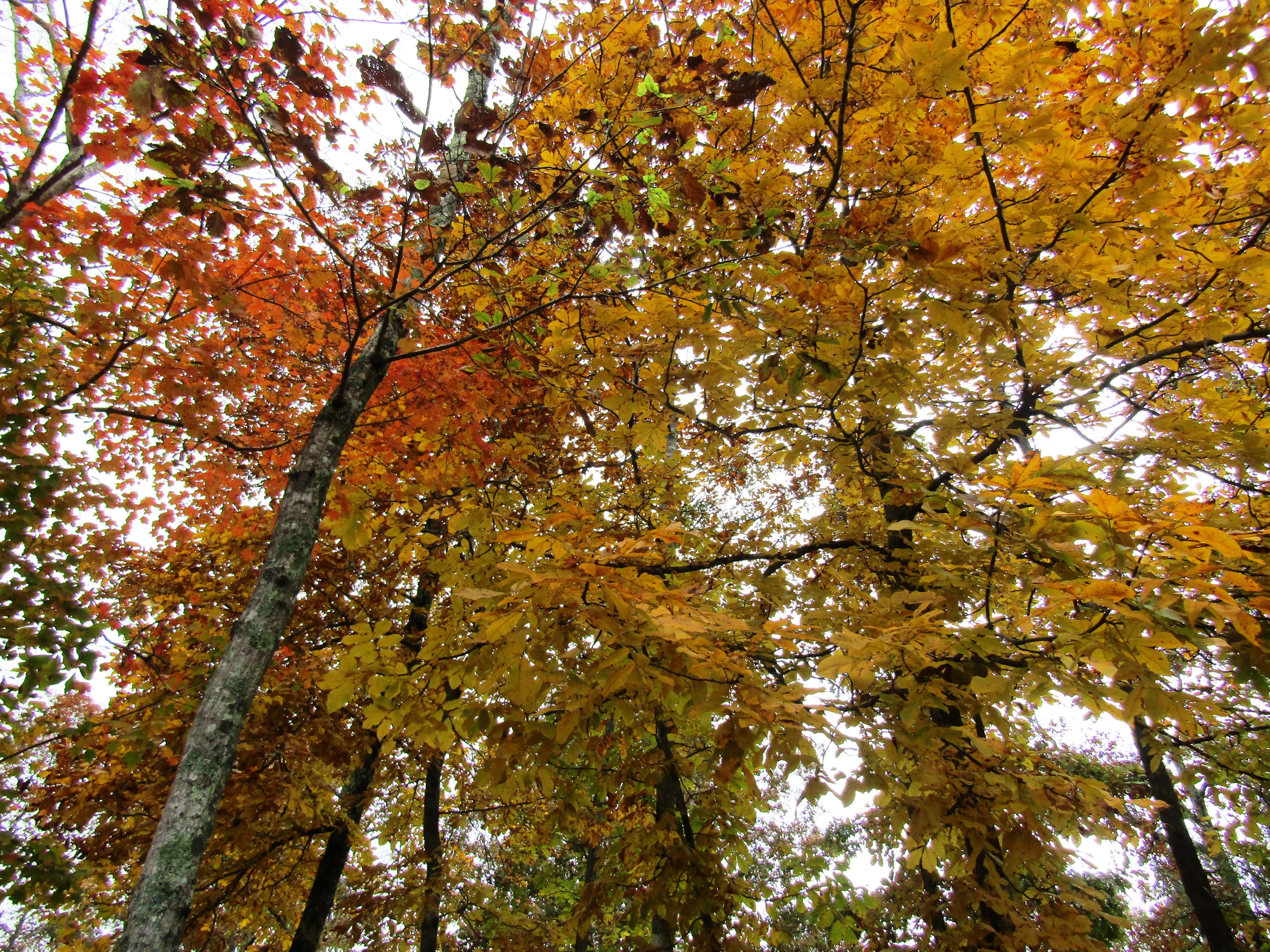 DeSoto State Park Fall Color, Red and Orange