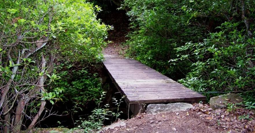 DeSoto State Park Bridge across trail