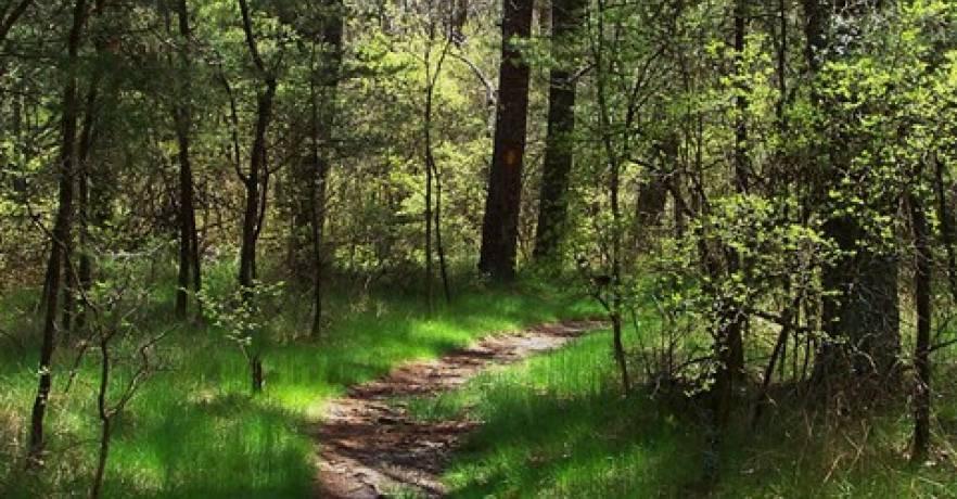 DeSoto State Park Hiking Trail Never-Neverland
