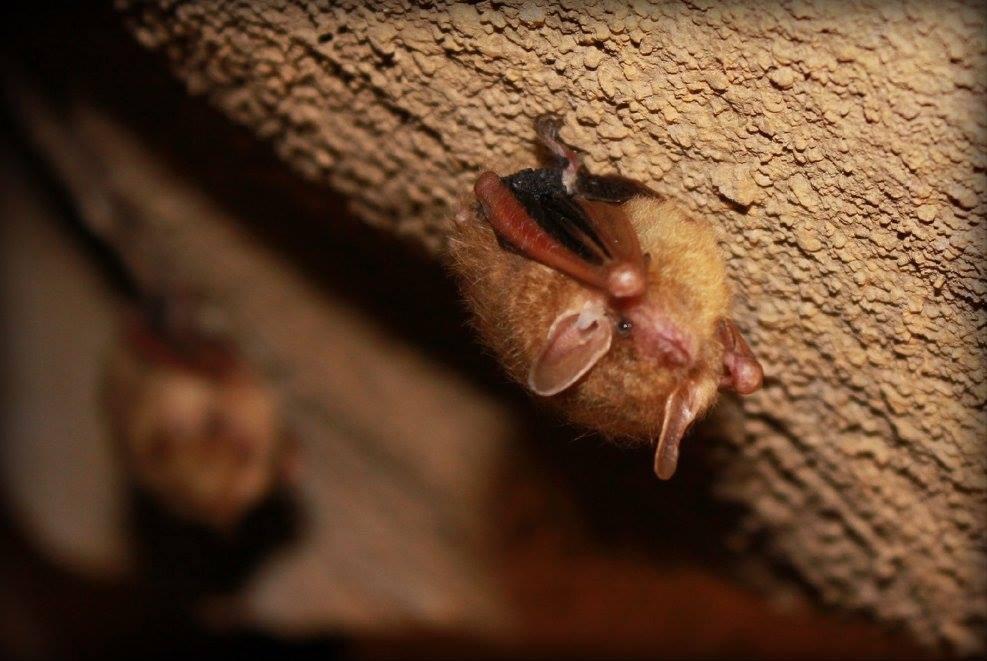 Tricolor Bats