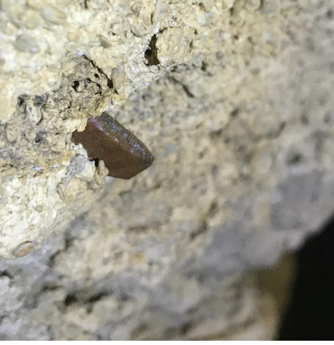 Shark's Tooth 