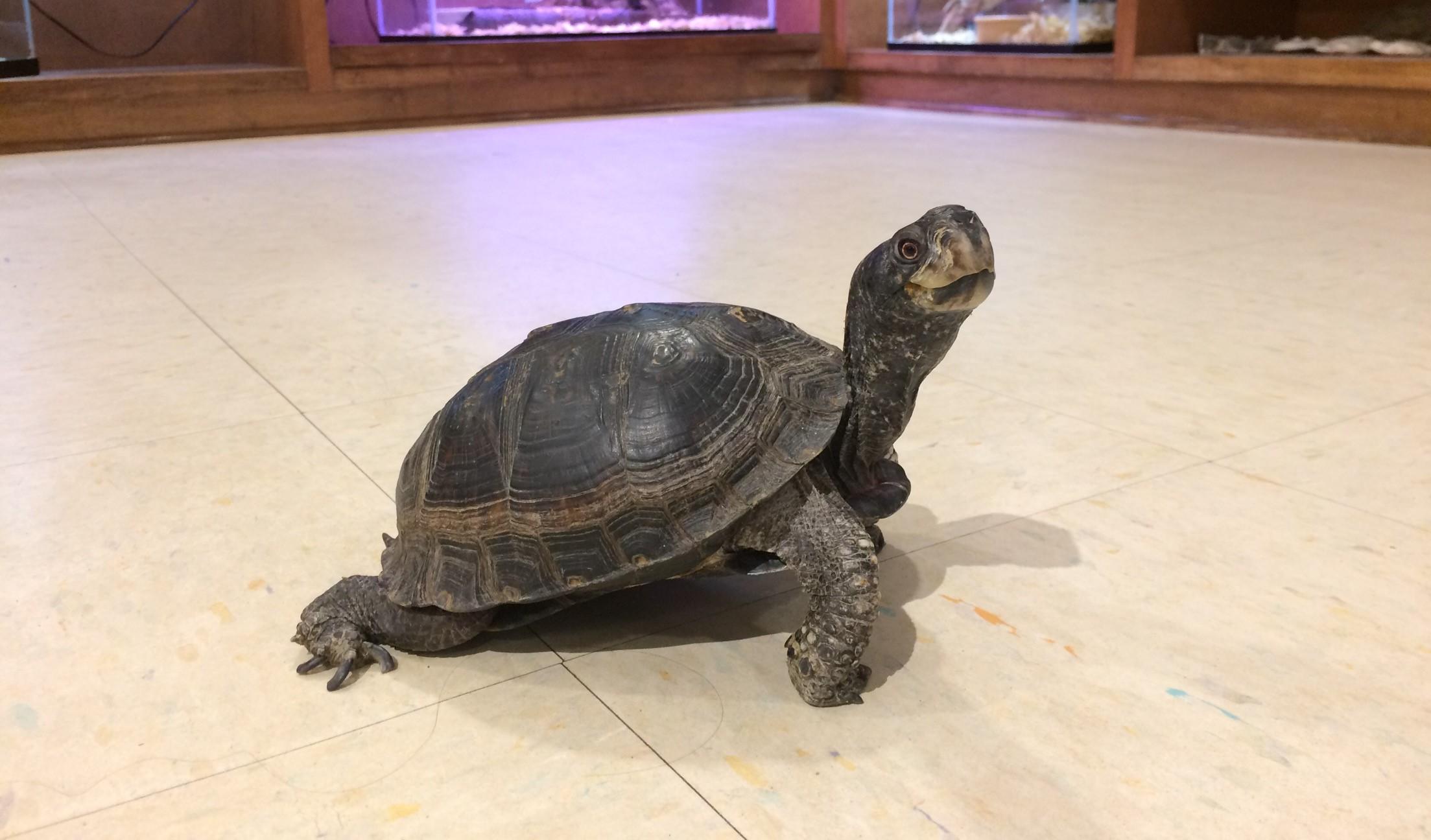 Nature Center Box Turtle. Photo by Farren Dell