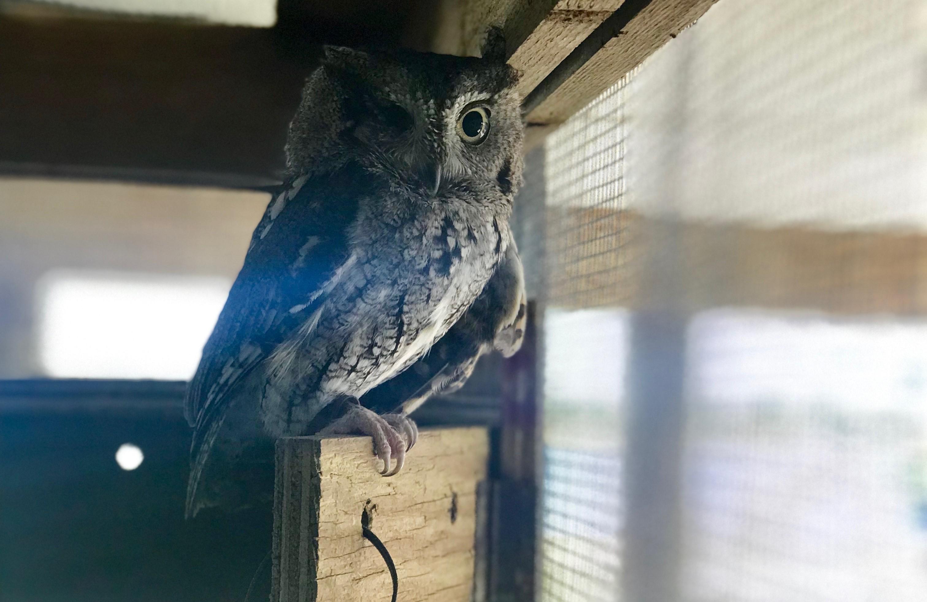 Nature Center Eastern Screech Owl. Photo by Farren Dell
