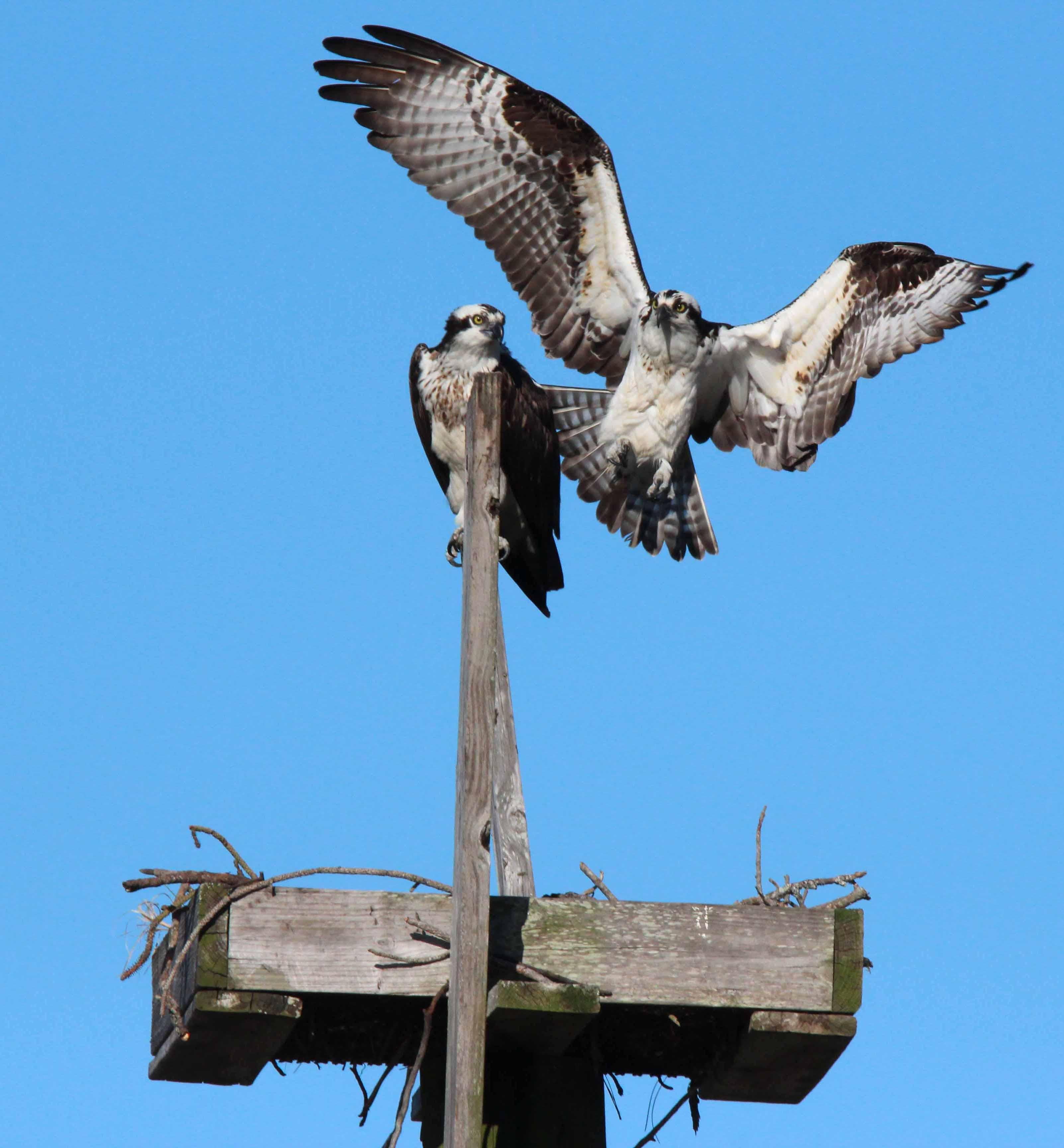 2Osprey