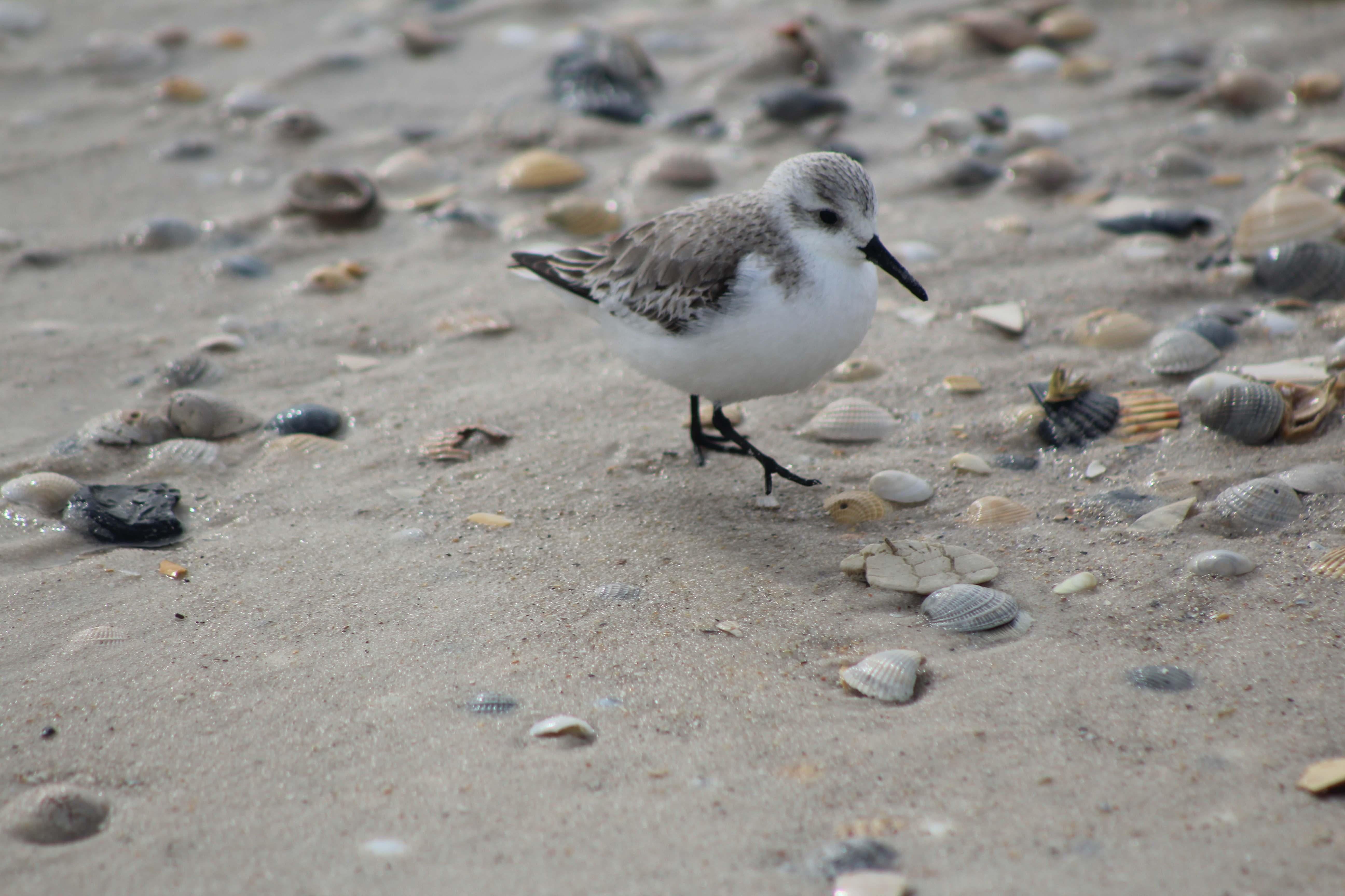 Sanderling on the Beach. Photo by Farren Dell