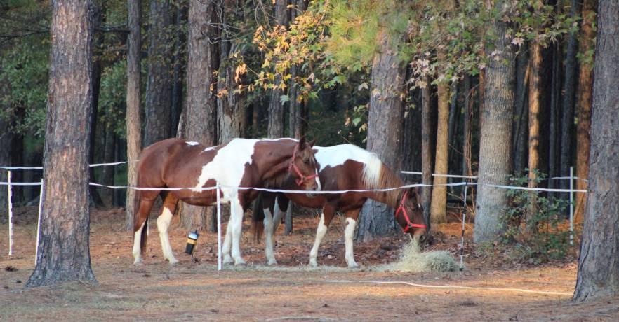 Horses in corral