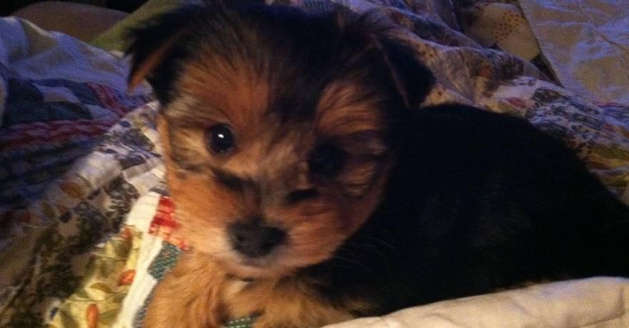 Lakepoint Pet Friendly Facilities